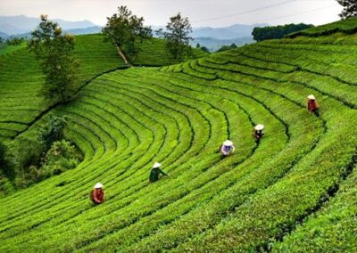 LA ROUTE DU THÉ AU NORD DU VIETNAM 30 Septembre au 14 Octobre 2026