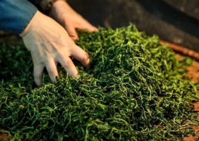 LA ROUTE DU THÉ AU NORD DU VIETNAM 30 Septembre au 14 Octobre 2026