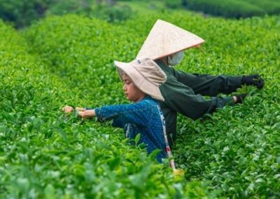 LA ROUTE DU THÉ AU NORD DU VIETNAM 30 Septembre au 14 Octobre 2026