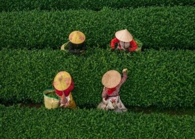 LA ROUTE DU THÉ AU NORD DU VIETNAM 30 Septembre au 14 Octobre 2026