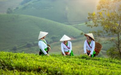De La Réunion à la Baie d&rsquo;Halong – Évasion au Vietnam, pays de l&rsquo;authenci-thé